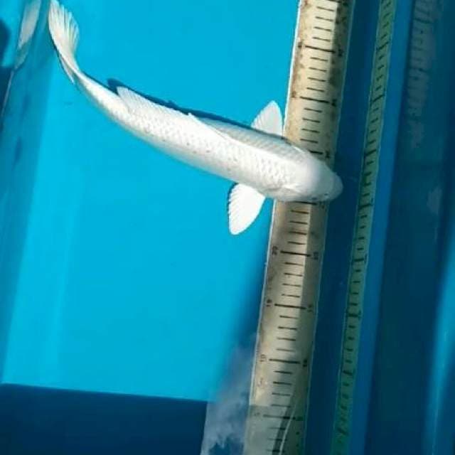 MALE SZ 34 CM