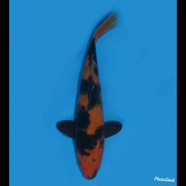 28cm - Hi Utsuri - Male