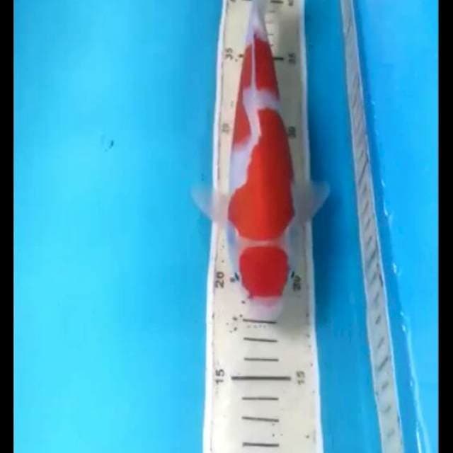 Kohaku 26cm Male
