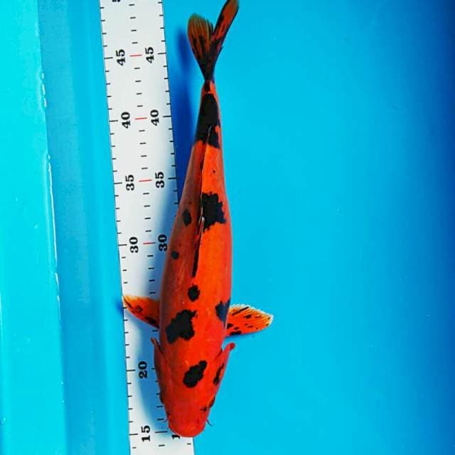 Aka bekko strong 35cm