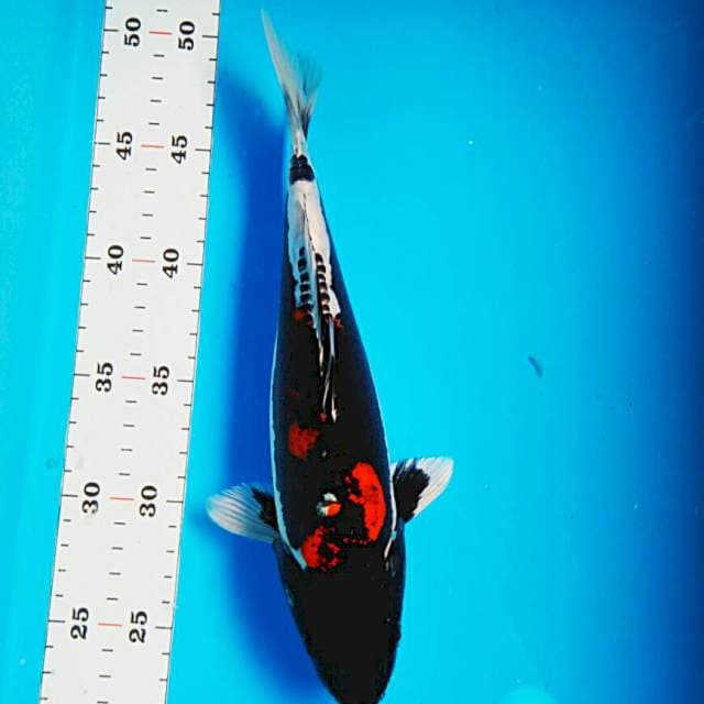 Blackmamba sq 26cm