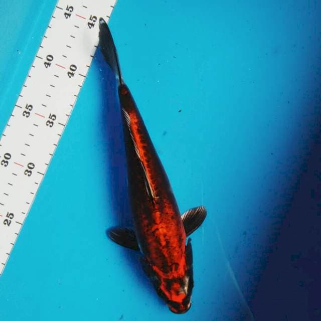 Antique kiko 26cm