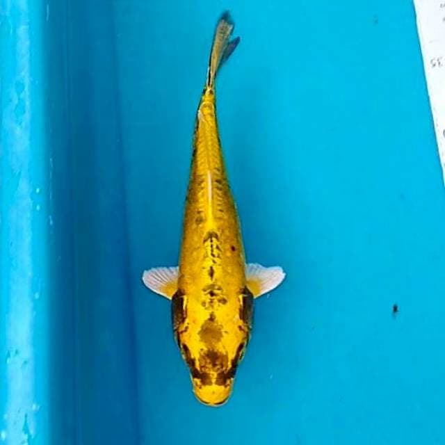 #1 Banana 25cm