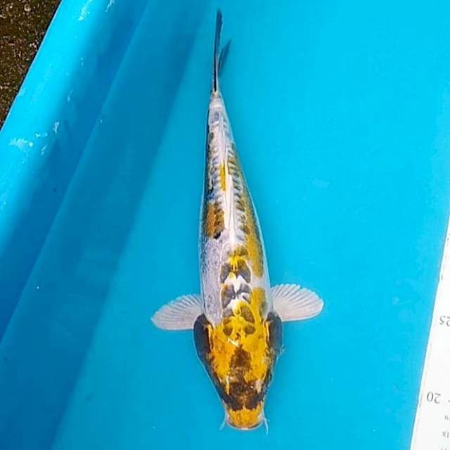 #8 Kin kiko 30cm