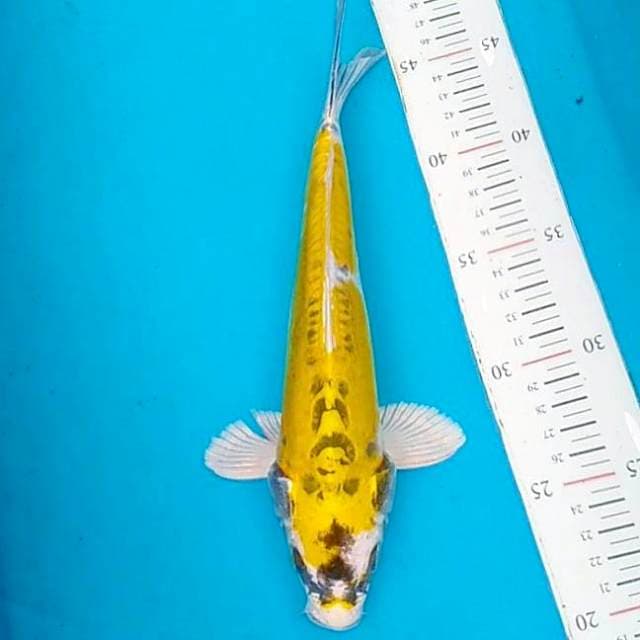 #10 Kinsui 28cm