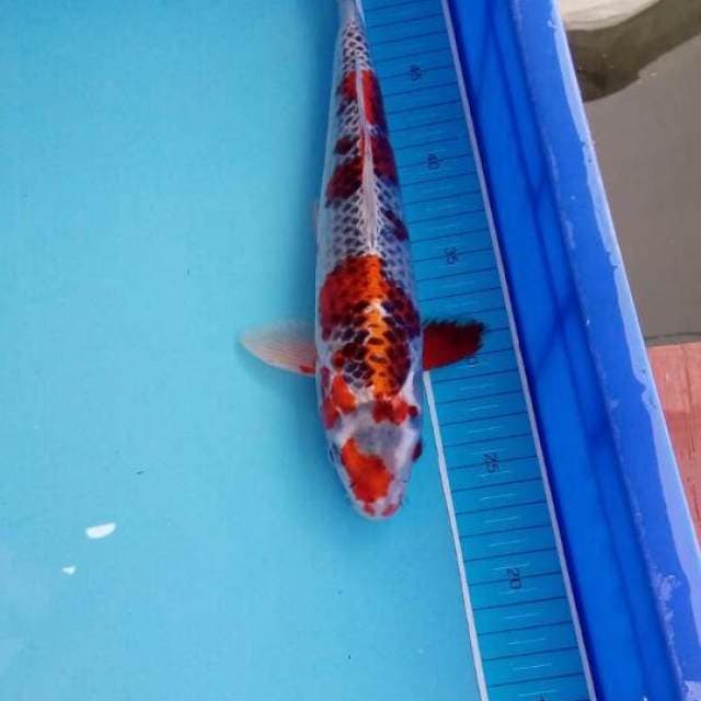 Kujarata