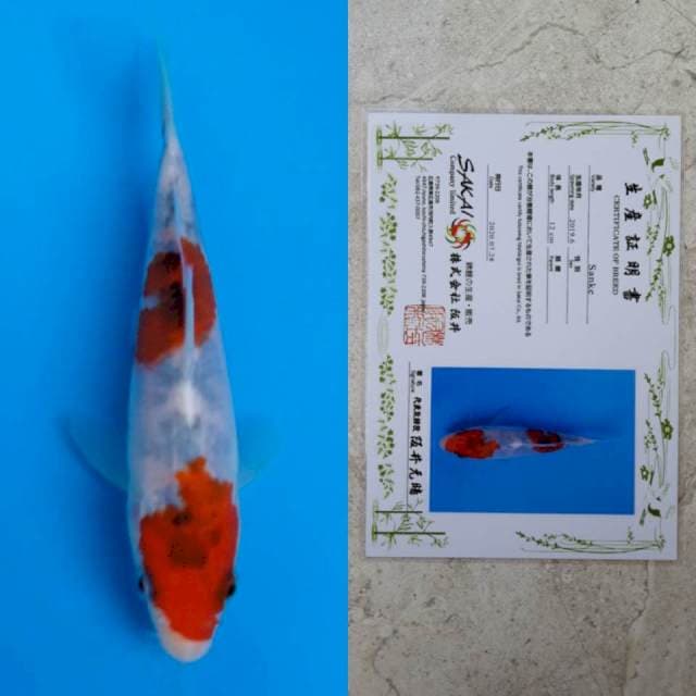Sakai sanke 13cm serti