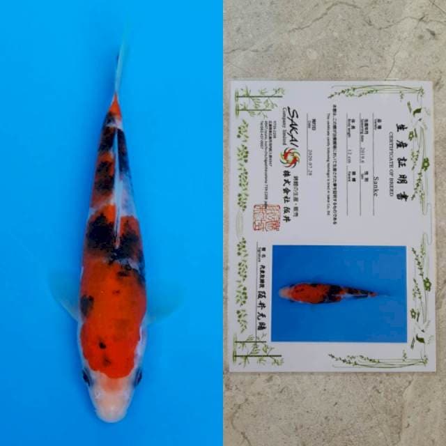 Sakai sanke 16cm serti