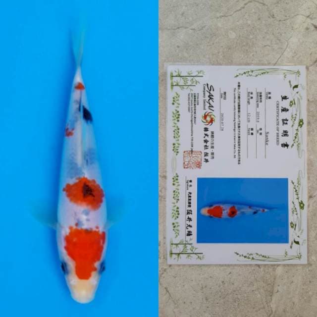 Sakai sanke 15cm serti