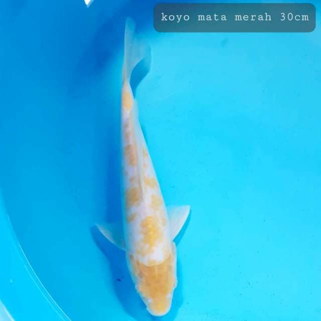 Koyo mata merah