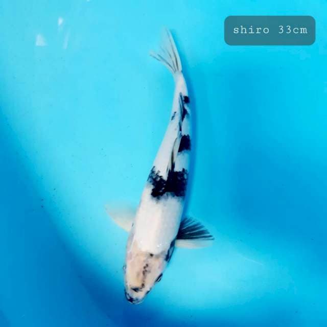 Shiro