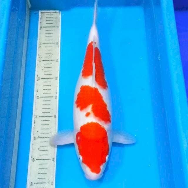 F1 sandan kohaku jumbo 50bu