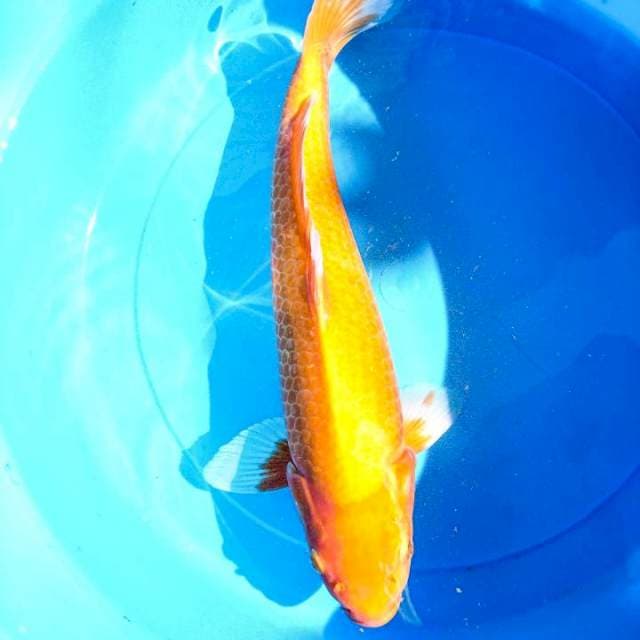 korban php SR Koi aka hajiro 40 cm