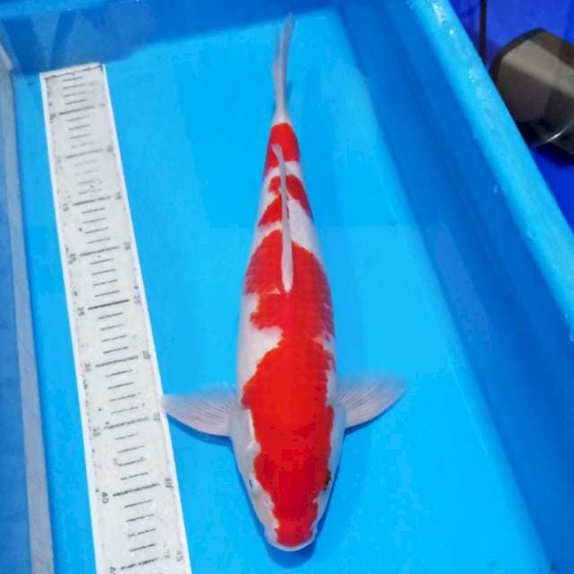 Kohaku original jantan mantab 45bu