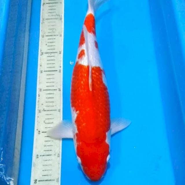 Kohaku ginrin jumbo 50bu