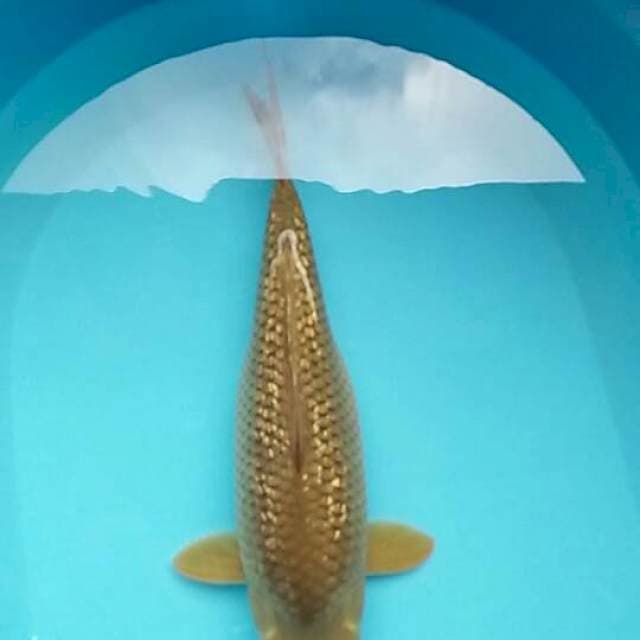 Cagoi midori 38cm