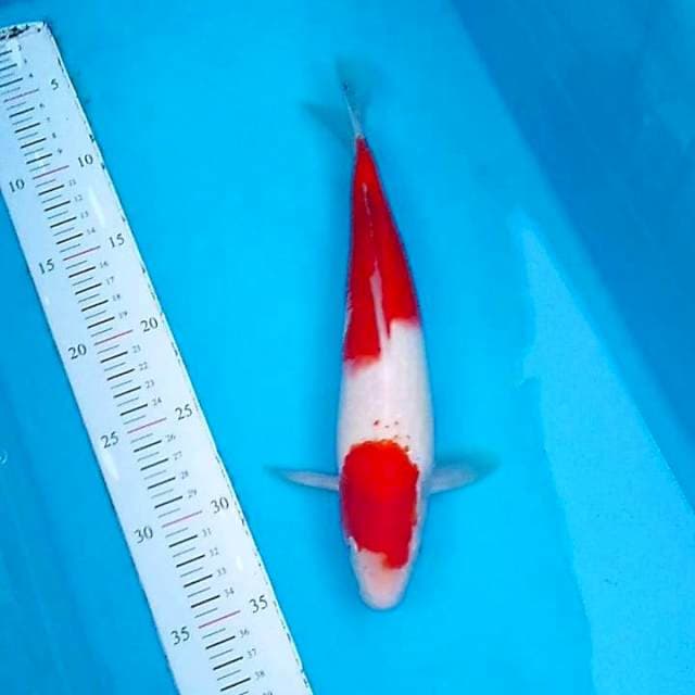 🈵 Kohaku Nidan 30cm 🈵