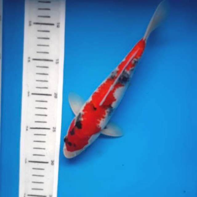 Showa 27cm
