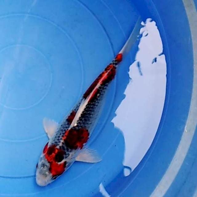 Red goshiki 31cm