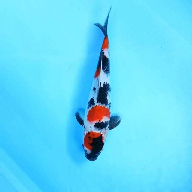 2. Maruten Showa || 34 cm