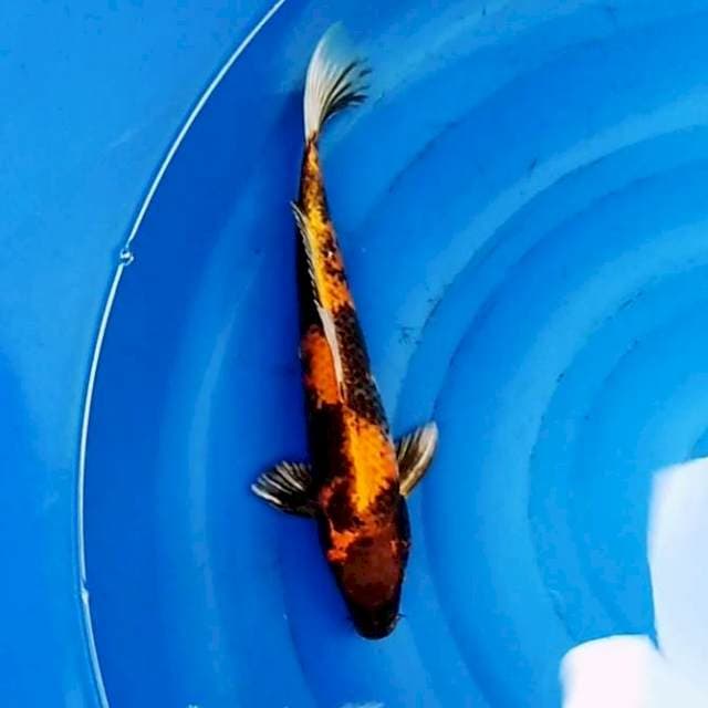 Kin showa 34cm