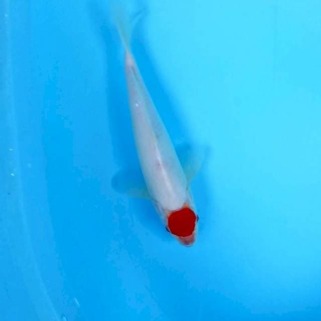 3. Tancho || 26 cm