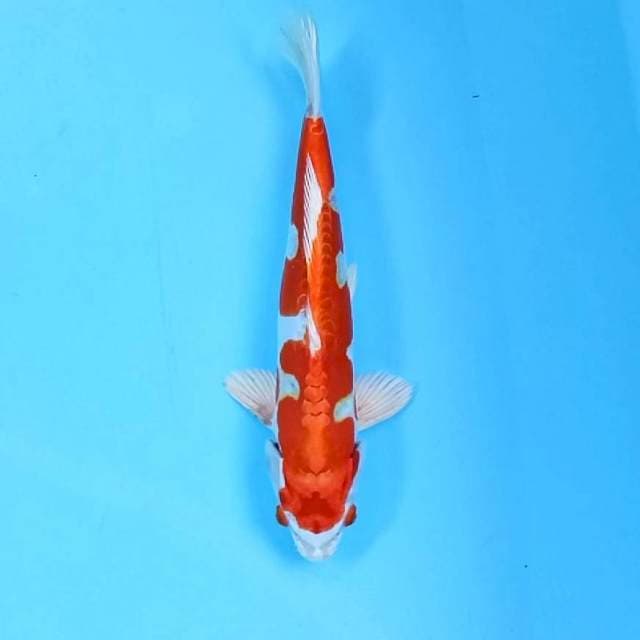 8. Kikushui || 26 cm || Jantan