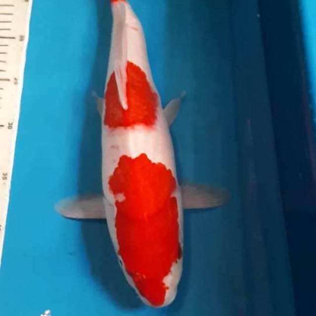 KOHAKU 40 CM