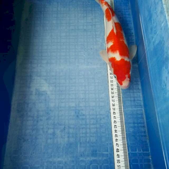Kohaku