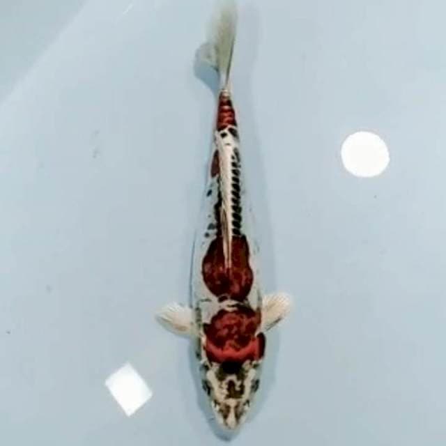 Red kiko 26cm
