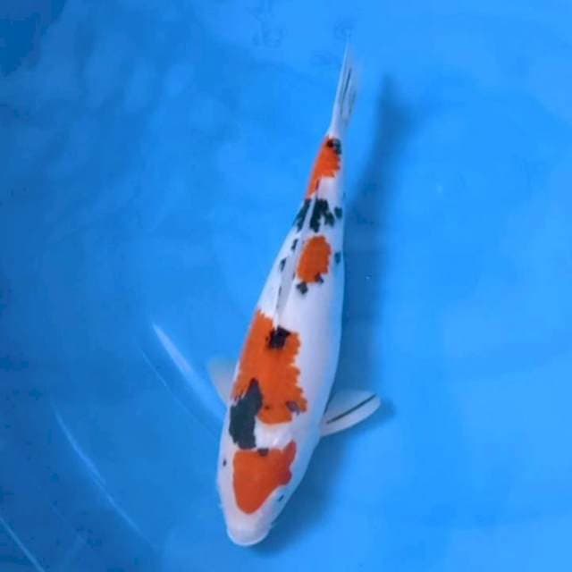 Sanke ceplok 32cm