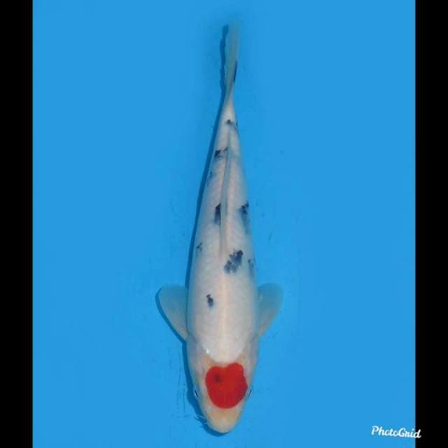 26cm - Tancho Sanke - Male