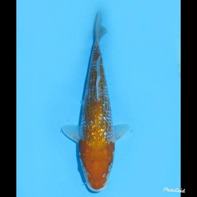 25cm , Ochiba Ginrin Kanoko
