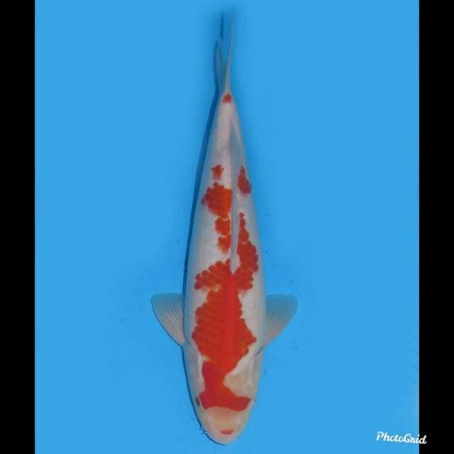 32cm , Kohaku Body Oke , Male