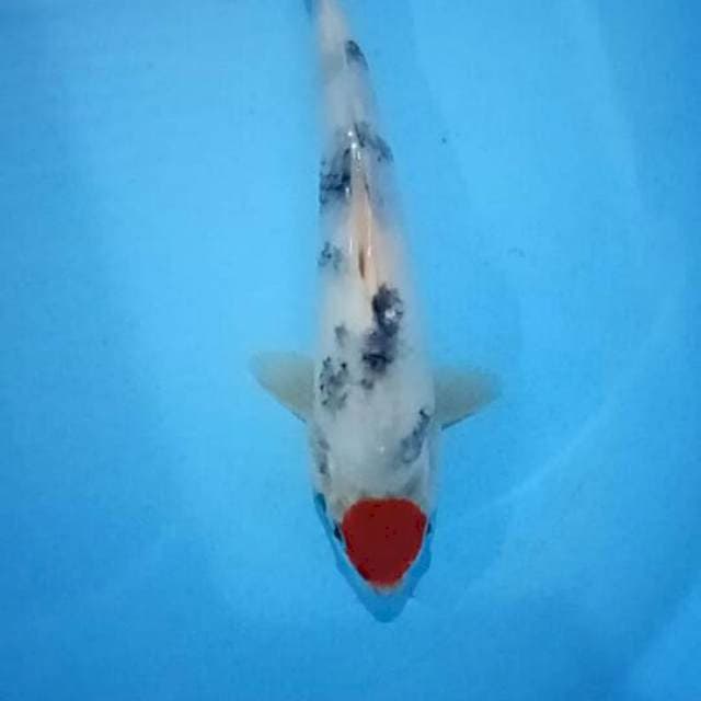 Tancho showa 25cm