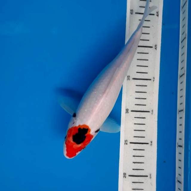 Tancho showa 26cm