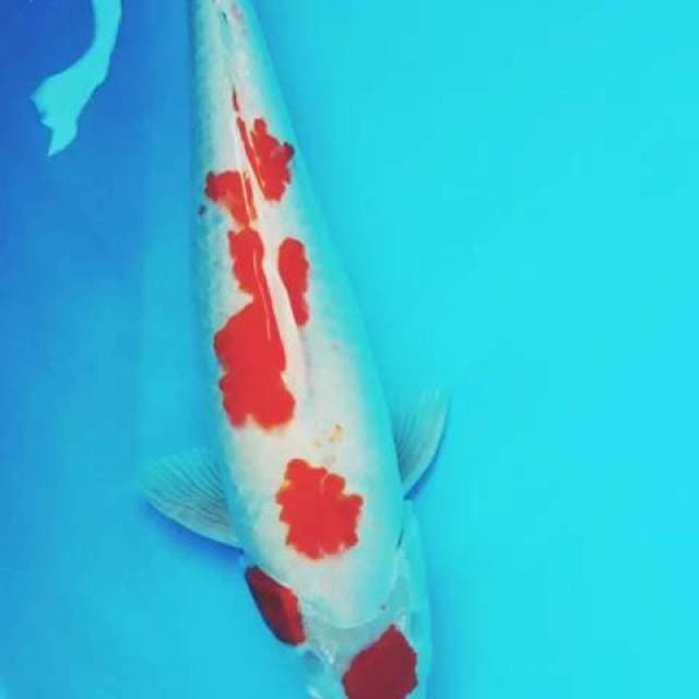 Kohaku F1 Omosako