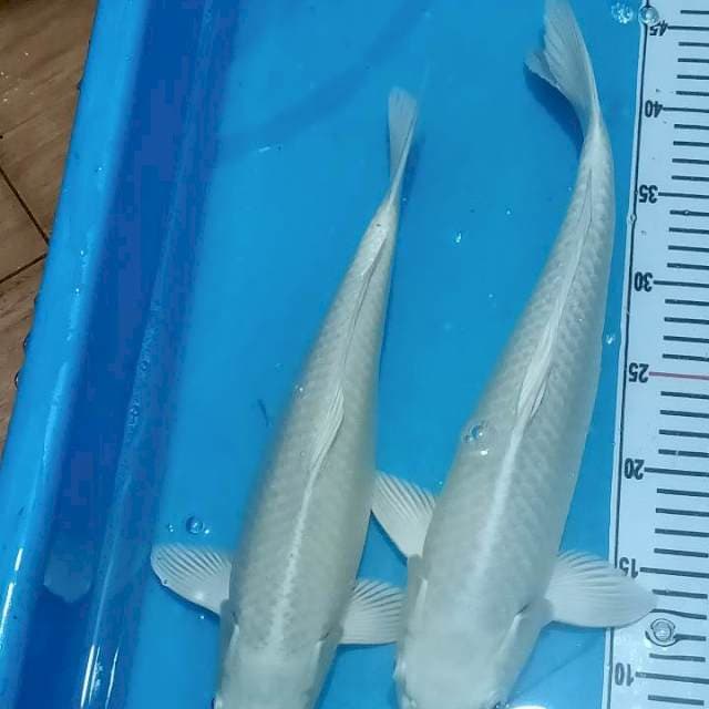 Ogon platinum 37cm& 41cm