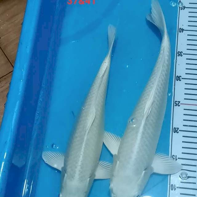 Ogon platinum 37cm& 41cm