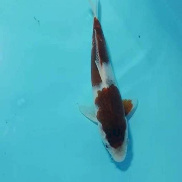 Goromo 21cm