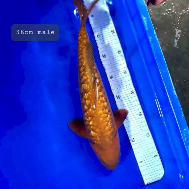 Chagoi gindrin 38cm male