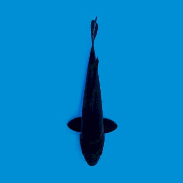 Karashu 22 cm