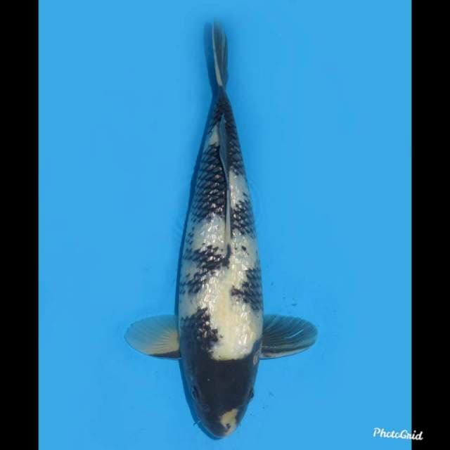 38cm , F1 Shiro Ginrin Jumbo