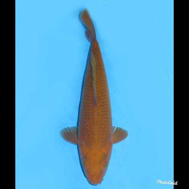 40cm , F1 Chagoi Tembaga , Bersih