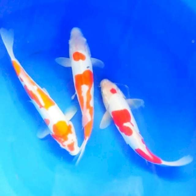Kohaku Doitsu murni