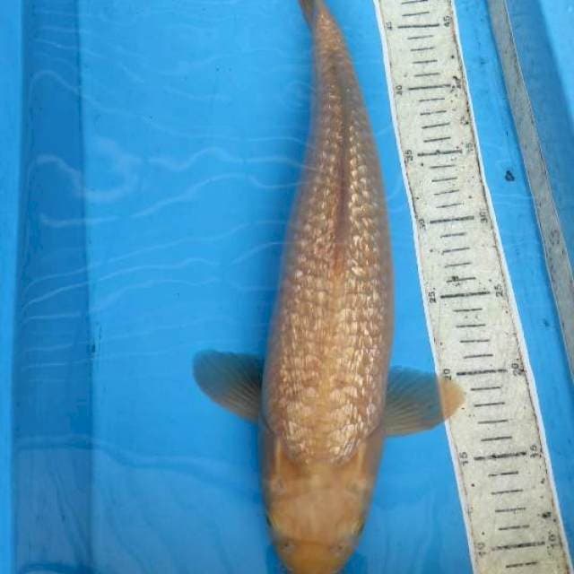 Cagoi ginrin 45cm