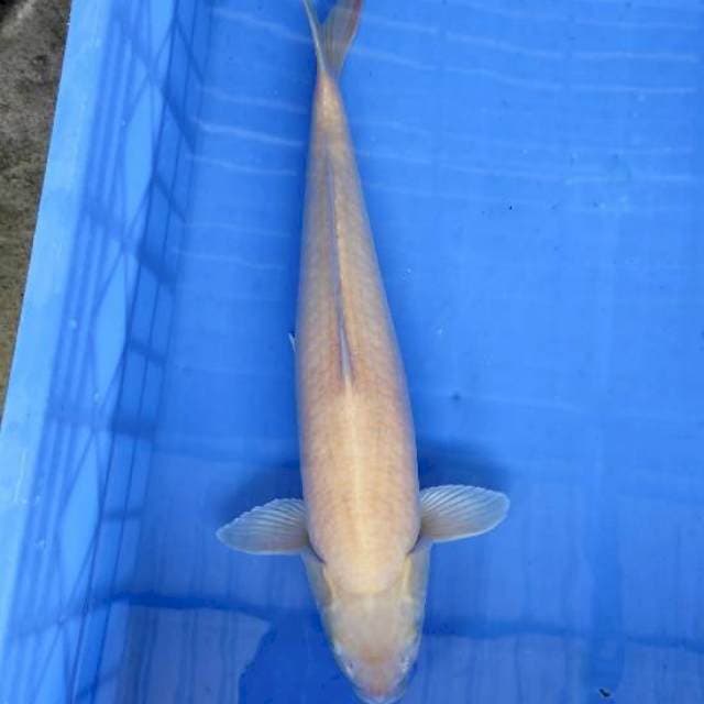 karasi 47cm