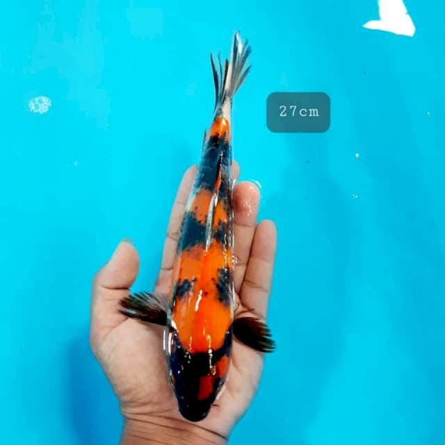 Showa 27 cm