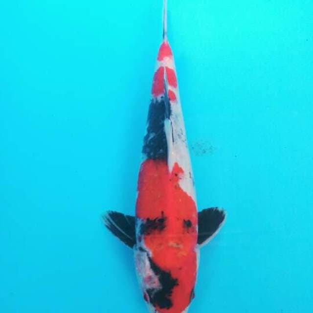 SHOWA 30CM