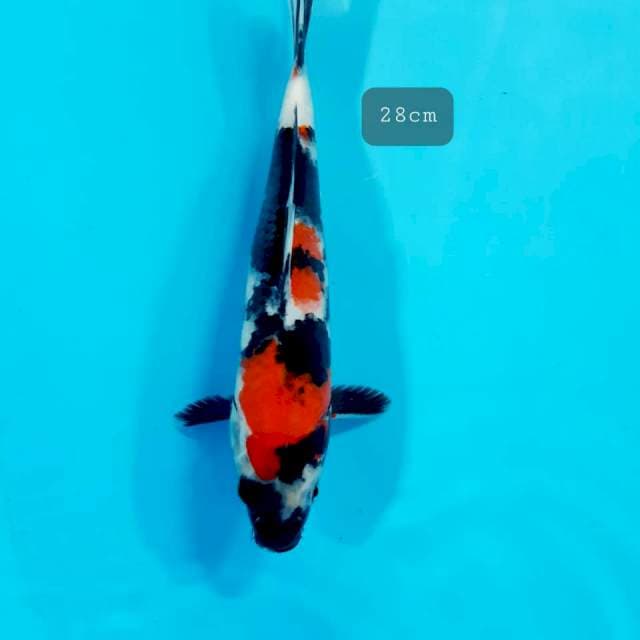 Showa 28cm